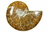 Polished Ammonite (Cleoniceras) Fossil - Madagascar #365077-1